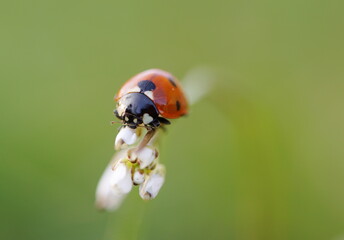 ladybug on flower bud, macro shoot