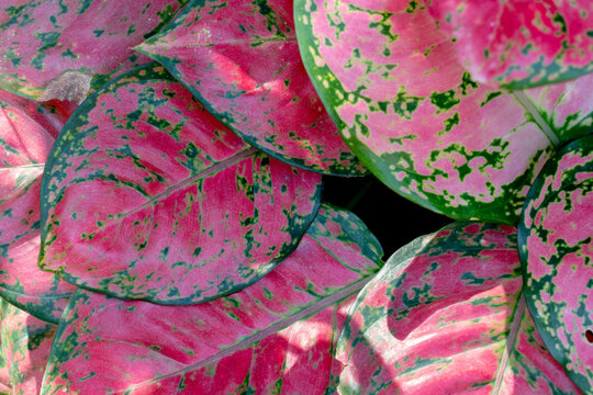 Top view of Caladium pink leaves.
