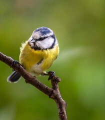 blue tit