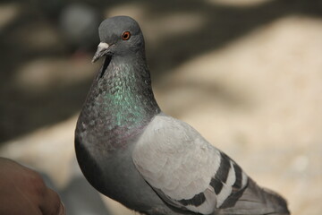 pigeon in hand