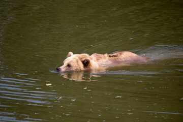 Naklejka premium Braunbär beim schwimmen