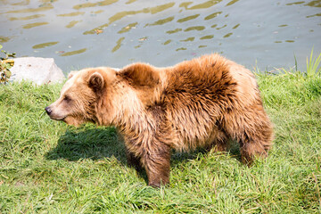 Braunbär