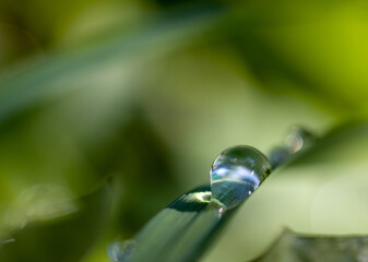 Une goutte d'eau dans la nature