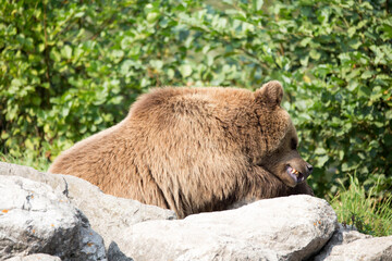 Braunbär