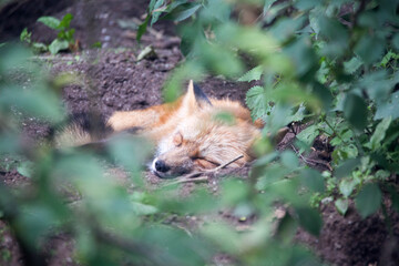 Fuchs schlafend