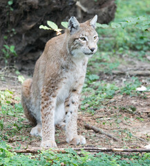 Luchs