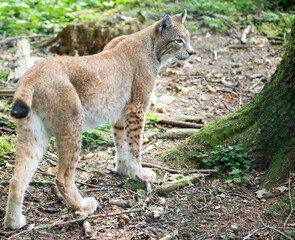 Luchs