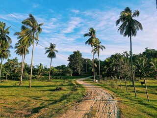 Fototapeta premium coconut palm trees