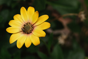 Yellow Flower 