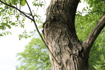 tree trunk, old tree, and greenery behind