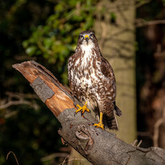 Common buzzard