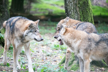 Obraz premium Wölfe
