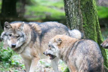 Fototapeta premium Wölfe