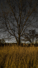 Fototapeta premium Lonely Tree Behind the Grass Michigan USA