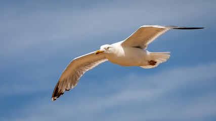 seagull in flight