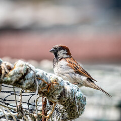 sparrow on a branch