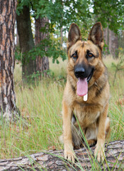 German shepherd dog posing on a log against the background of an autumn forest