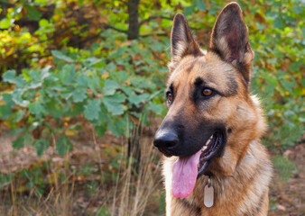 German shepherd female dog posing against the background of the autumn forest