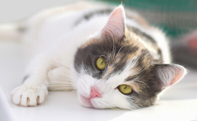 Portrait of a tricolor cat on a light background