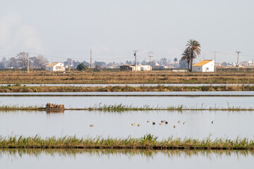 Delta Ebro, Natural park, Tarragona, Catalonia, Spain, Jan 2020: Rice fields after harvest still...