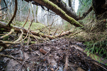 empty river bed in early spring with muddy water and wet green foliage