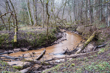empty river bed in early spring with muddy water and wet green foliage