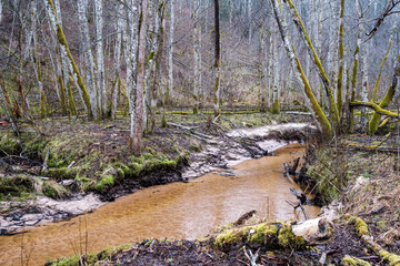 empty river bed in early spring with muddy water and wet green foliage