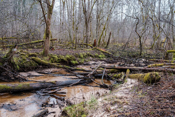 empty river bed in early spring with muddy water and wet green foliage
