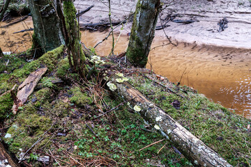 empty river bed in early spring with muddy water and wet green foliage