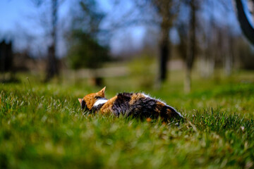 three colored cat lying on the lawn in sunny summer day