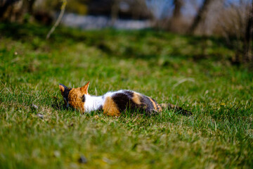 three colored cat lying on the lawn in sunny summer day