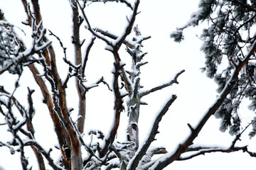 Snow covered tree branches in a winter park, close up on a white background