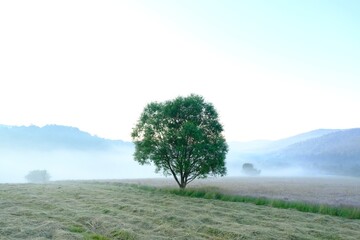 Fototapeta premium Moody landscape with lonely tree on field on misty sunny day.