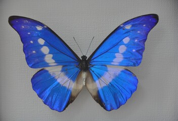 Exotic Butterfly with blue and white Wings on Display