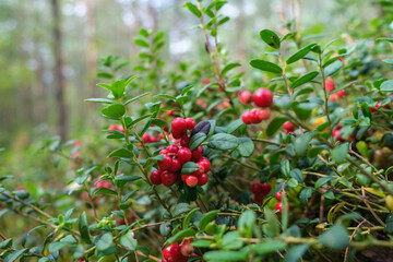 cranberries lingonberries red in green moss in forest - 397458988