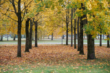 Naklejka premium golden yellow autumn trees in the park in sunny day