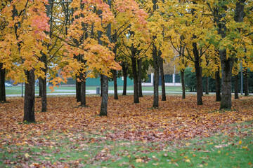 golden yellow autumn trees in the park in sunny day