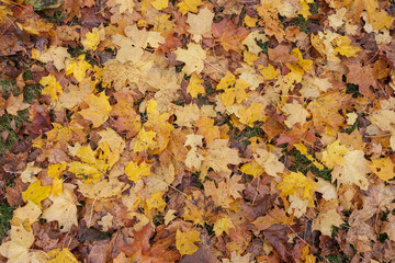 golden yellow autumn trees in the park in sunny day