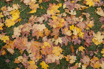golden yellow autumn trees in the park in sunny day