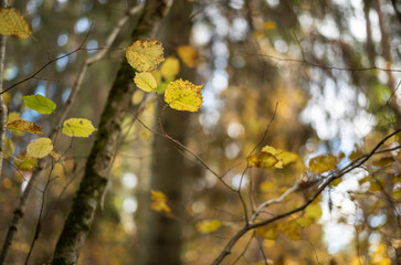 golden yellow autumn trees in the park in sunny day
