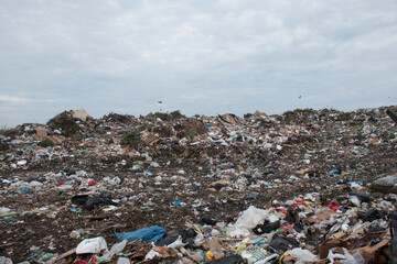 A shot of the dump in Grand Cayman