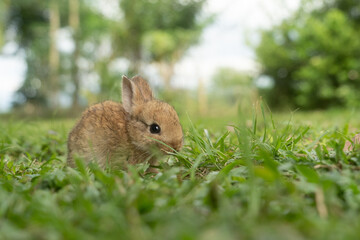 Fototapeta premium A cute baby rabbit was running and biting the grass in the yard. Rabbits are small animals that people are popular to bring as pets.