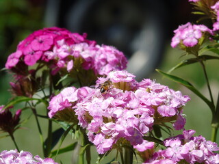 Obraz premium abeja ponilizando flor copelina rosada