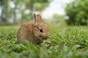 A cute baby rabbit was running and biting the grass in the yard. Rabbits are small animals that...