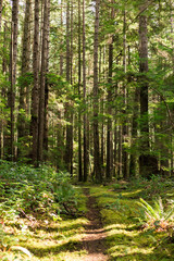 Fototapeta na wymiar Trail through mossy forest on Cortes Island, BC