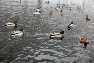 wild ducks on the pond in winter