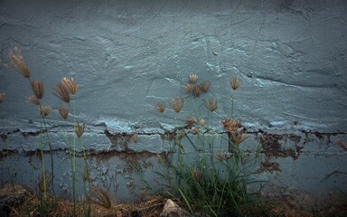 The shadow of the cement wall surface with cracks  , backgrounds for design 