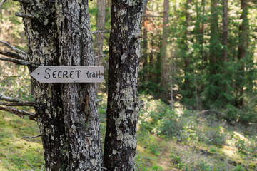Trail through mossy forest on Cortes Island, BC
