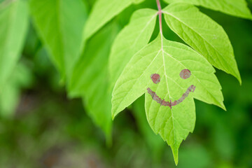 joyful face with a smile on a green maple leaf