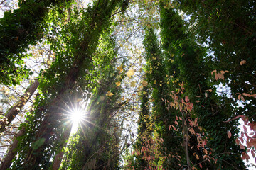 Obraz premium green ivy vines on the tall tress in the forest.
